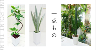 胡蝶蘭 ￥15,000～